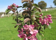 2014-05-03-11.24.13-225x300