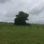 2016-07-08-09.15.57-150x150