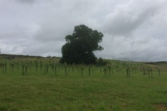 2016-07-08-09.15.57-300x225