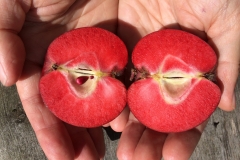 The Red Devil apple is red all the way through!