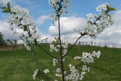 White apple blossom