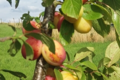 Plums