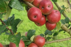 Worcester Pearmain apples