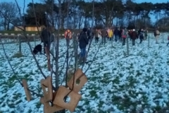 Barnt Green Wassail - hanging toast on trees