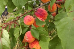 Apricots
