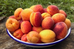 Apricot harvest