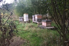 Apiary