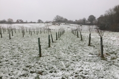 Orchard in winter