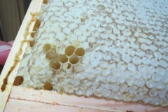 Capped frame ready for extracting the honey
