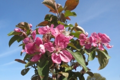 Pink Blossom