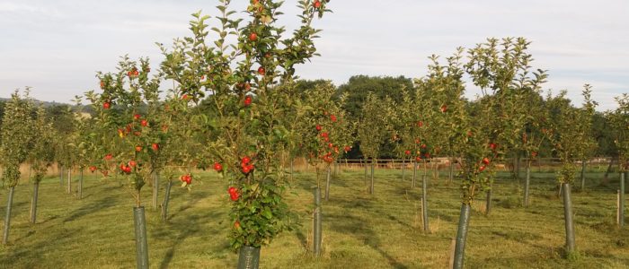 Worcestershire heritage apple varieties
